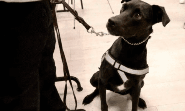 De callejero a detectar gusano barrenador en Jalisco: este perro donado por un albergue ahora lucha contra la plaga