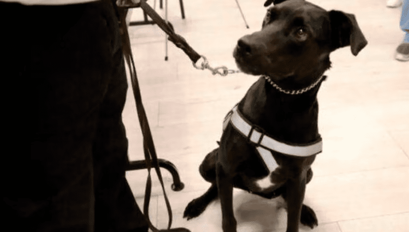 De callejero a detectar gusano barrenador en Jalisco: este perro donado por un albergue ahora lucha contra la plaga