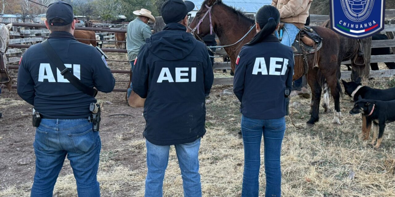Recupera Fiscalía Noroeste 37 cabezas de ganado robadas en Janos
