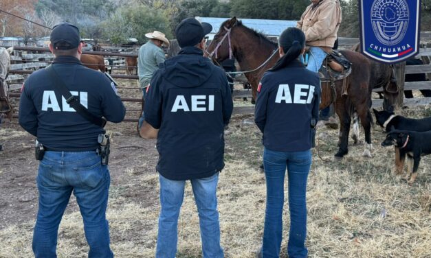 Recupera Fiscalía Noroeste 37 cabezas de ganado robadas en Janos