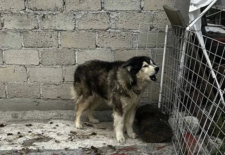 México lidera abandono de perros y gatos en América Latina