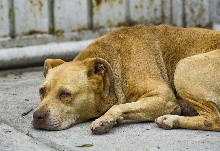 Buscan a sujeto que donó croquetas envenenadas en albergue canino
