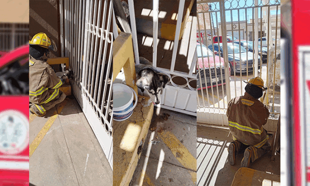 Rescata Protección Civil a perrito atrapado en un barandal en Ciudad Juárez