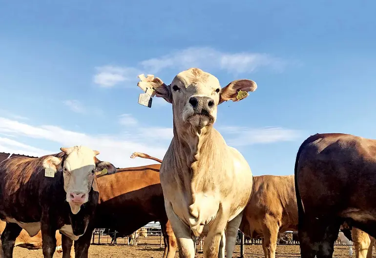 Reportan 92 contagios de miasis en humanos; barrenador agrava alarma epidemiológica