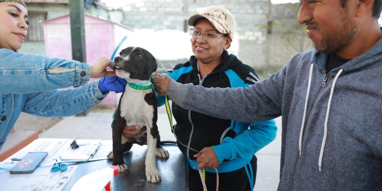 Se ha esterilizado a 23 mil mascotas: DABA