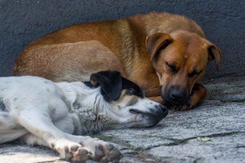Nuevo León cierra el año con 286 denuncias de maltrato animal
