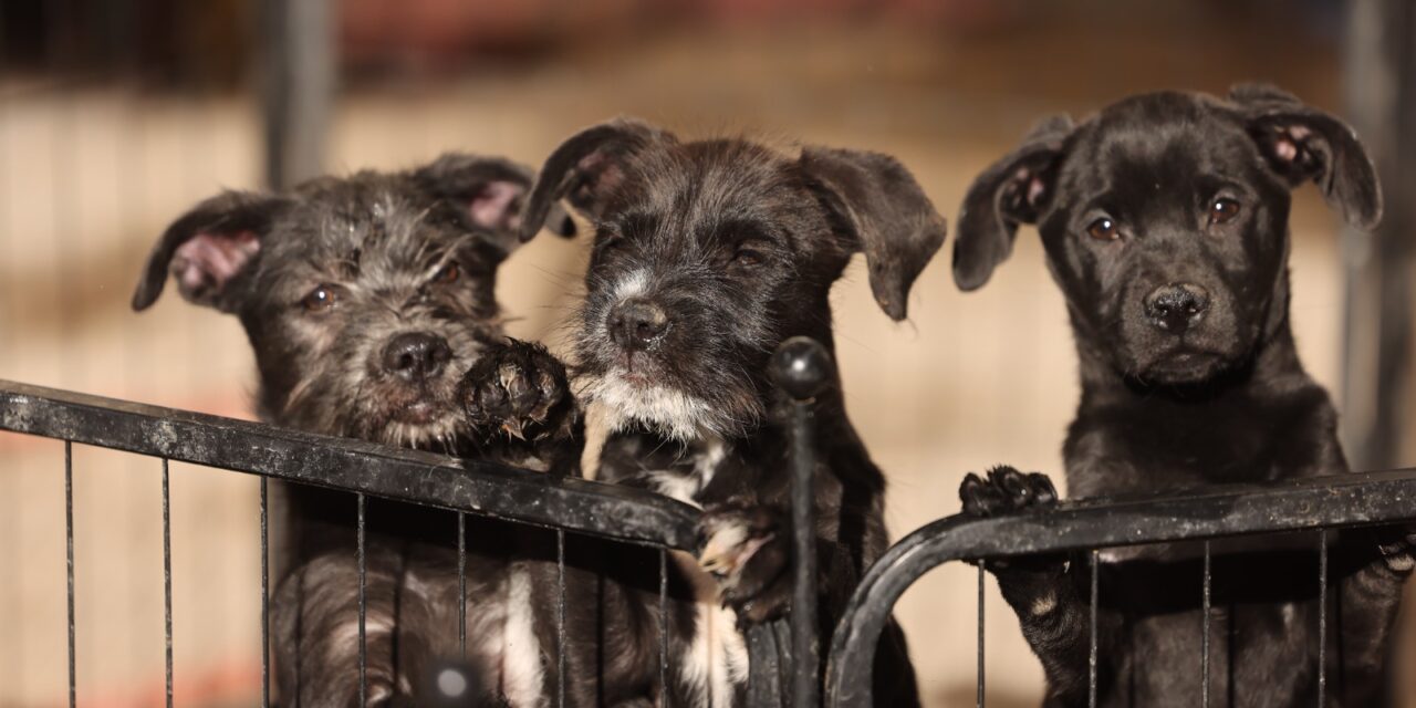 Emite DABA recomendaciones para proteger a las mascotas del frío extremo