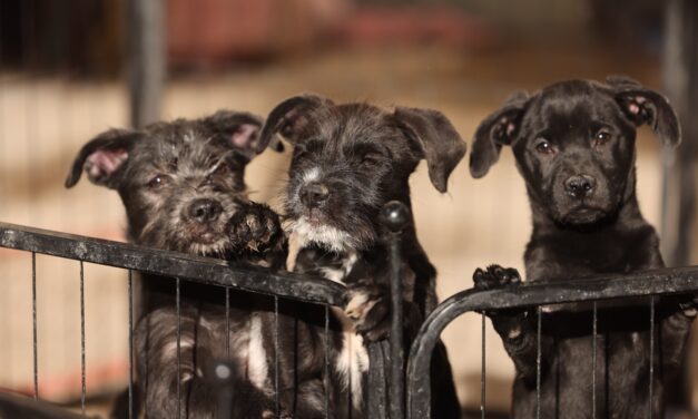 Emite DABA recomendaciones para proteger a las mascotas del frío extremo