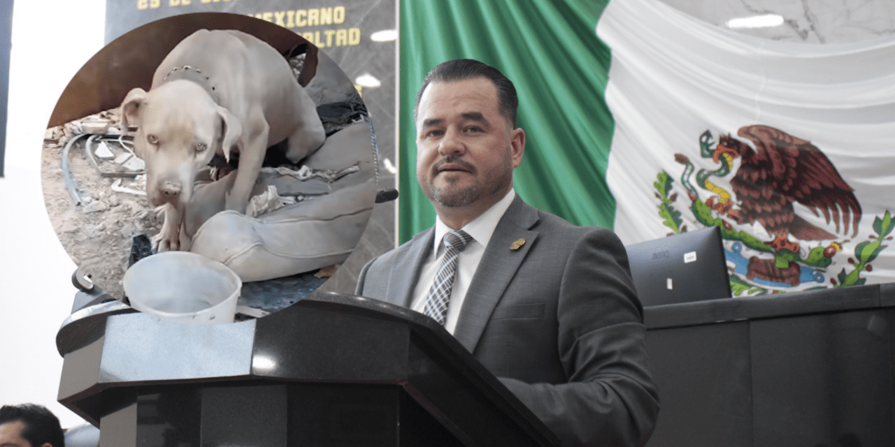 Urgente atender en Juárez sobrepoblación de animales en situación: MORENA