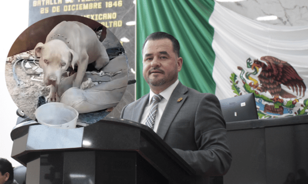 Urgente atender en Juárez sobrepoblación de animales en situación: MORENA