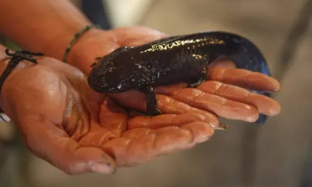 Reaparece Ajolote en el altiplano