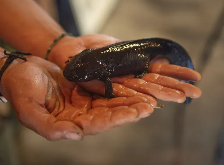 Reaparece Ajolote en el altiplano