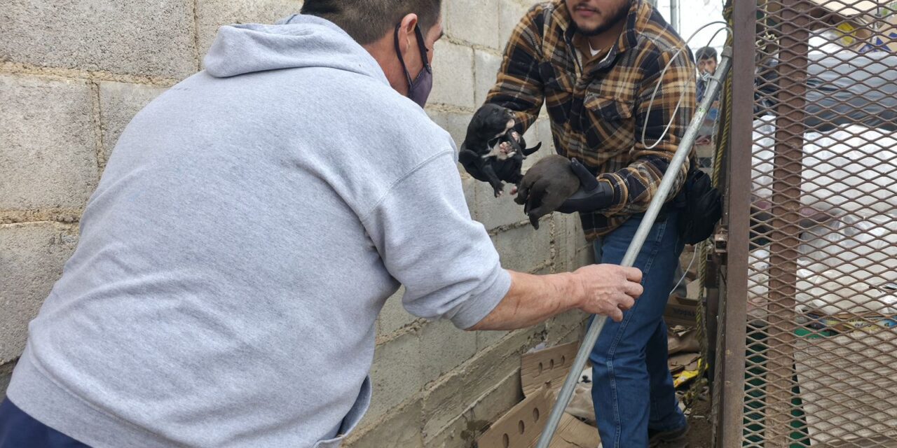 Rescatan a perrita y cachorritos en Parral