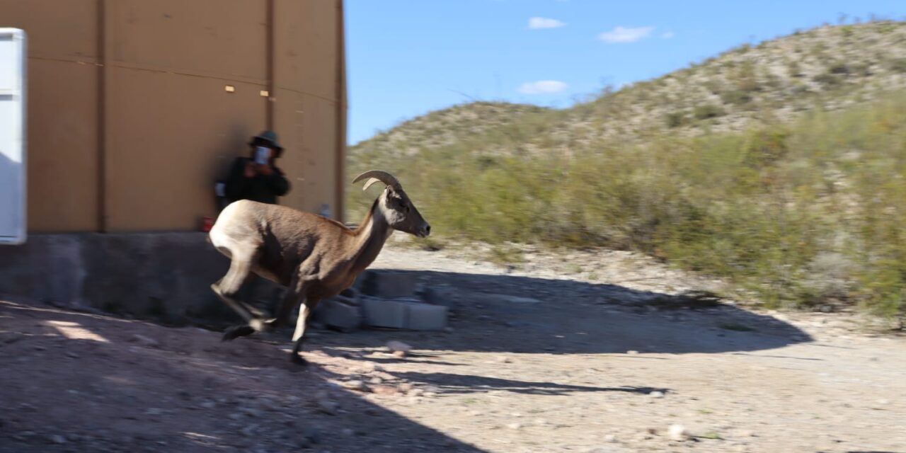 Inicia temporada de caza deportiva en la entidad