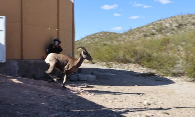 Inicia temporada de caza deportiva en la entidad