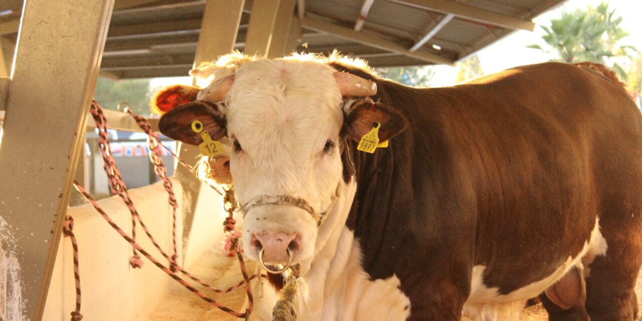 Invierten 10mdp en mejoramiento genético del ganado