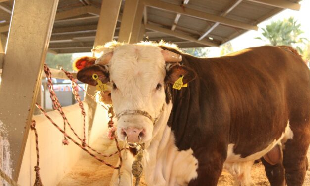 Invierten 10mdp en mejoramiento genético del ganado
