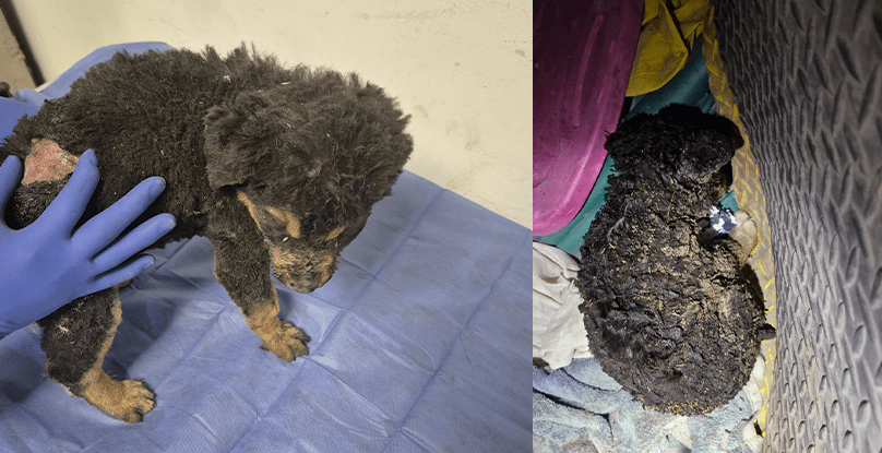 Rescata DABA a cachorros con quemaduras graves en la colonia Lomas de Poleo