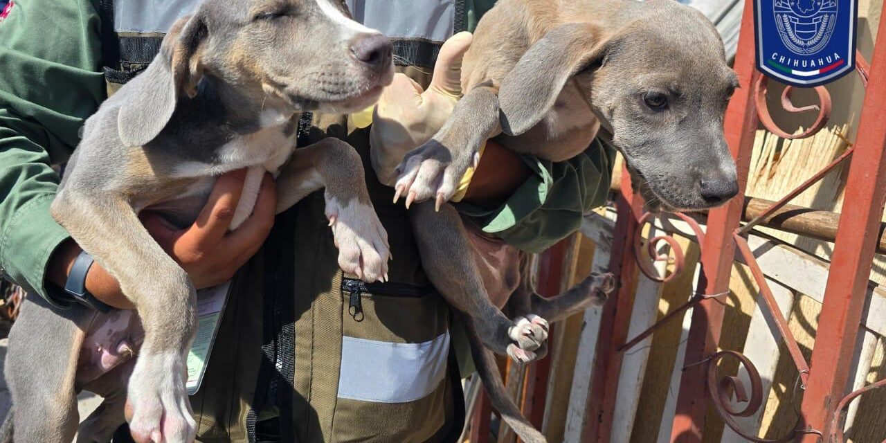 Rescata FGE Norte 592 animalitos en situación de maltrato en CDJ