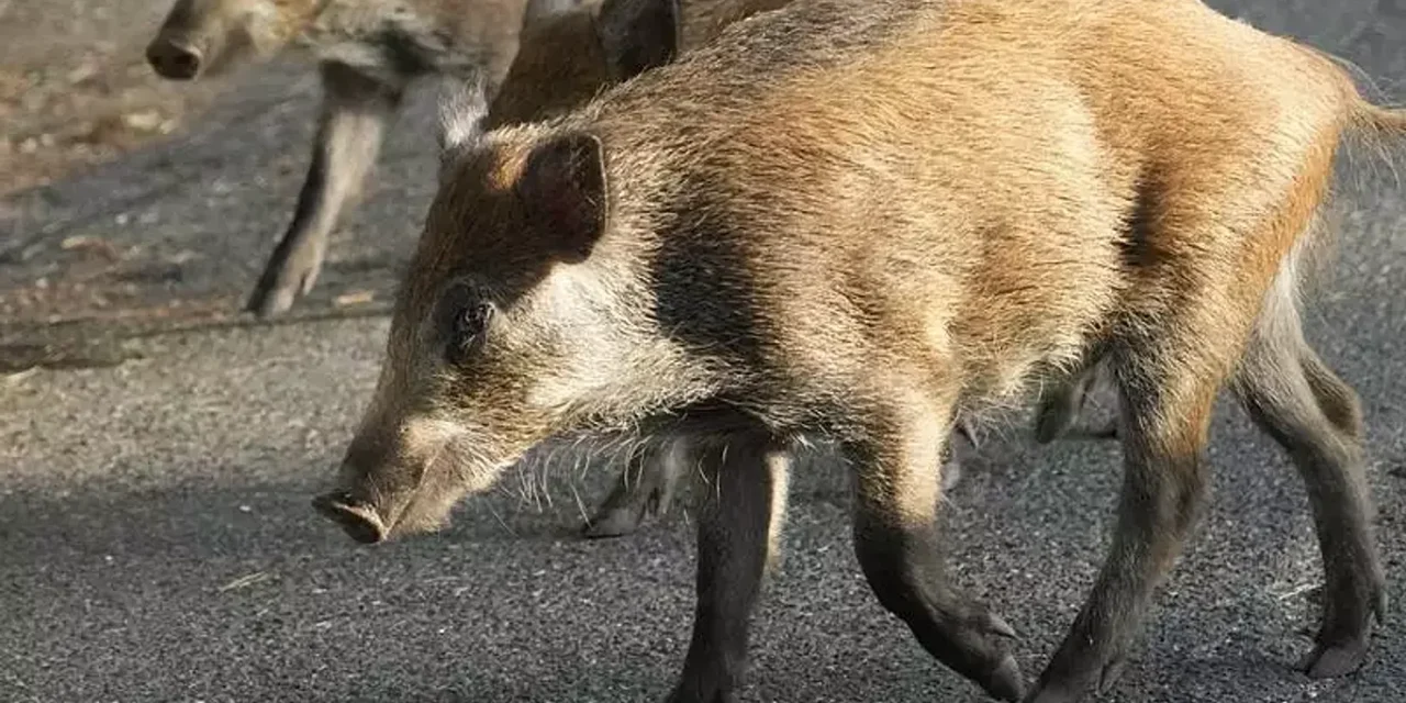 España pone el foco en Rusia e investiga si la peste porcina salió de un laboratorio