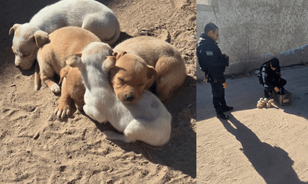 Resguardan Policías Municipales a cinco cachorros abandonados en la vía pública
