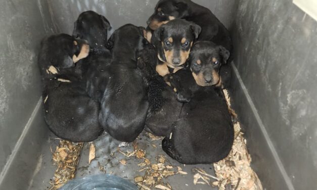  Nuevos héroes en Cuauhtémoc: bomberos rescatan nueve cachorros de incendio
