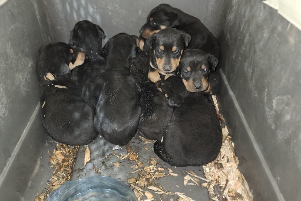  Nuevos héroes en Cuauhtémoc: bomberos rescatan nueve cachorros de incendio