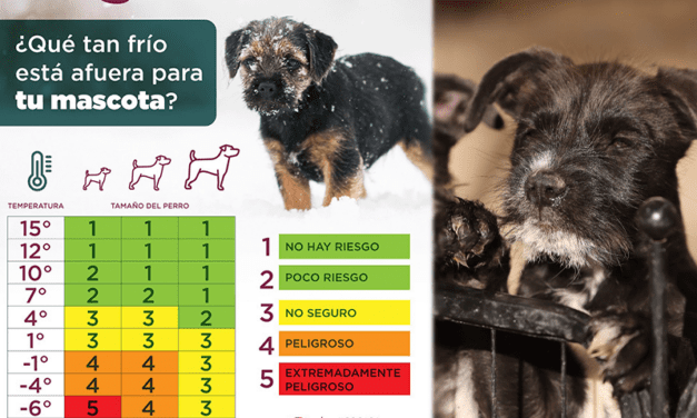 Emite DABA recomendaciones para proteger a mascotas del frío y lluvia