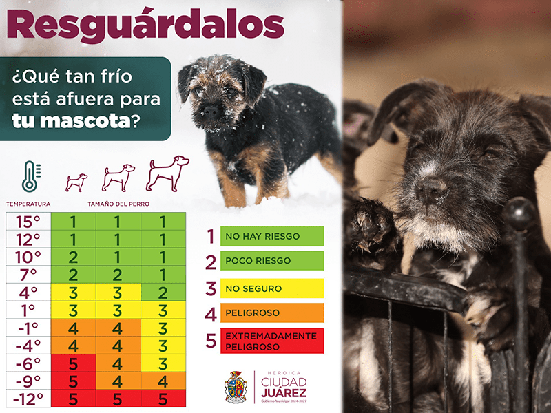 Emite DABA recomendaciones para proteger a mascotas del frío y lluvia