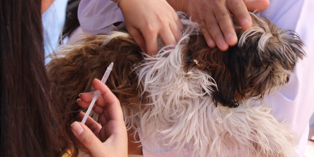 Se aplicaron más de 6 mil vacunas y 5 mil desparasitaciones a mascotas durante el 2025
