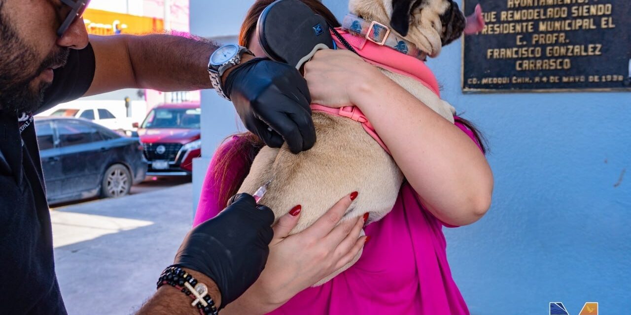 Desparasitan mascotas de manera gratuita en Meoqui