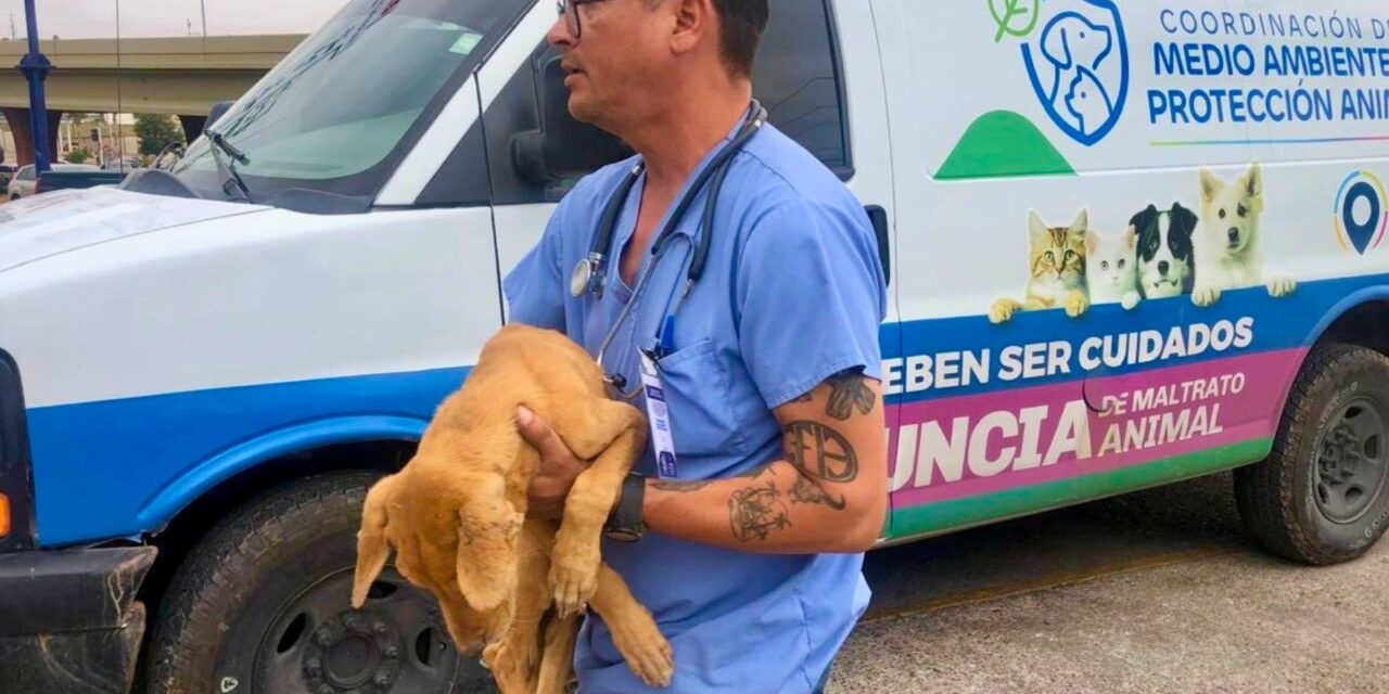 Conoce cómo atiende la Brigada de Rescate Animal a perros y gatos de la ciudad