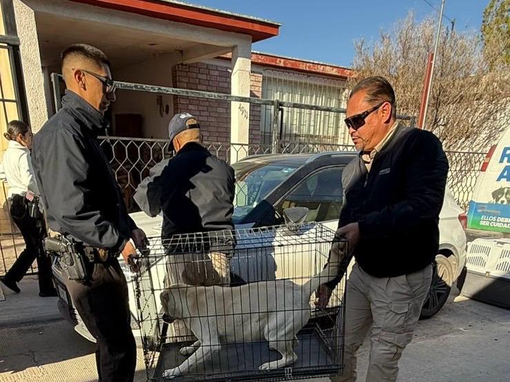 Asegura Policía a caninos por presunta omisión de cuidados en Las Granjas