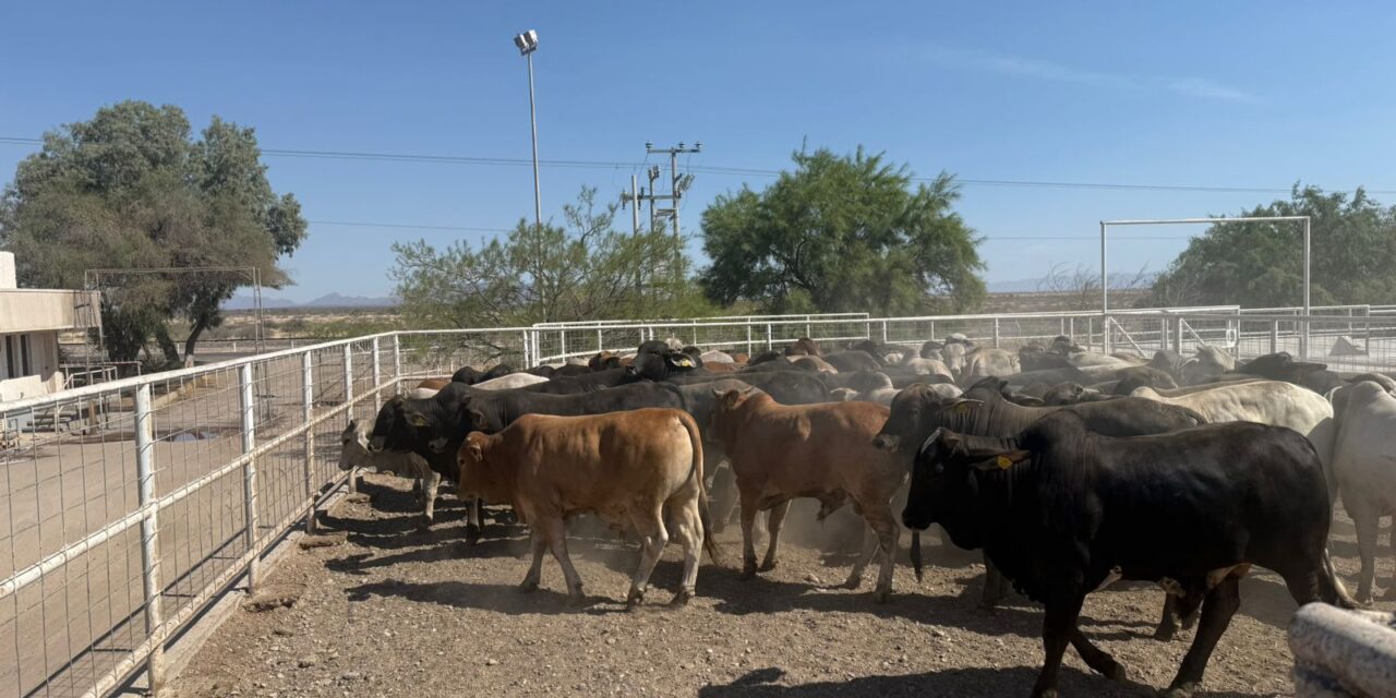 Refuerzan barridos sanitarios en la Sierra Tarahumara contra la tuberculosis bovina