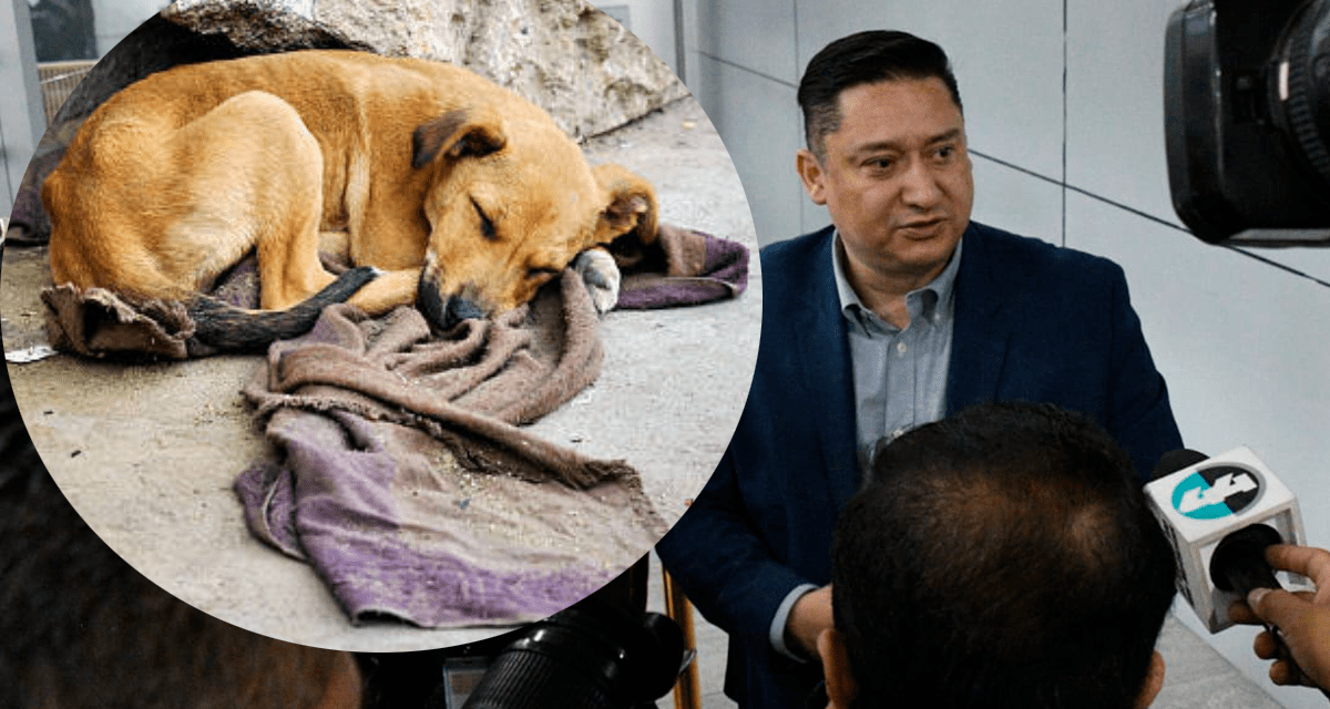 Presenta Alfredo Chávez reforma para reducir animales en situación de calle