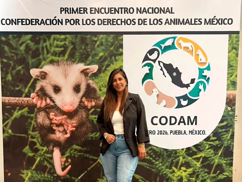 Lidera Chihuahua la nueva era del Derecho Animal en México