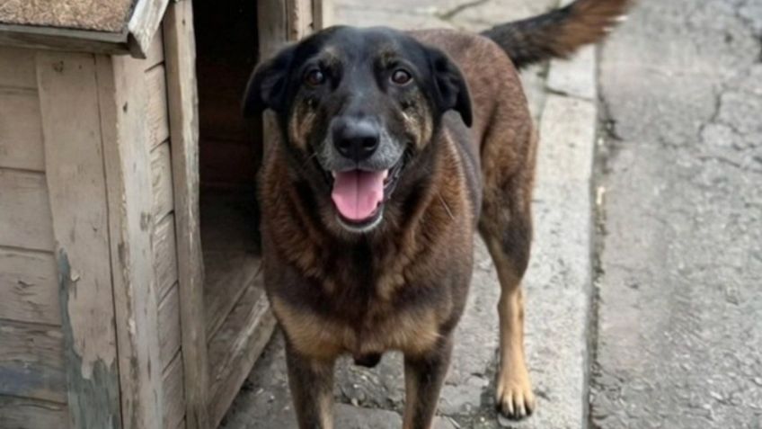 Indignación nacional por el caso de Orelha, perrito brutalmente asesinado por adolescentes con un bate de béisbol