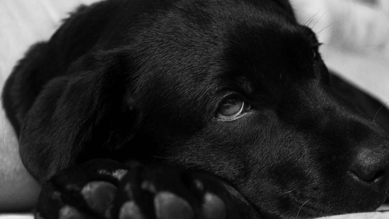 Moquillo canino: etapas, síntomas y cuándo acudir al veterinario 