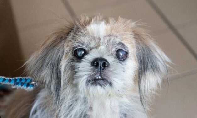  ¿Tu perro tiene el ojo “nublado”? ¡Cuidado! No siempre es la edad y podría ser catarata