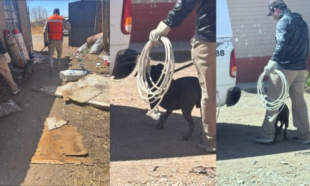 Aumentan 25% denuncias por maltrato animal y omisión de cuidados