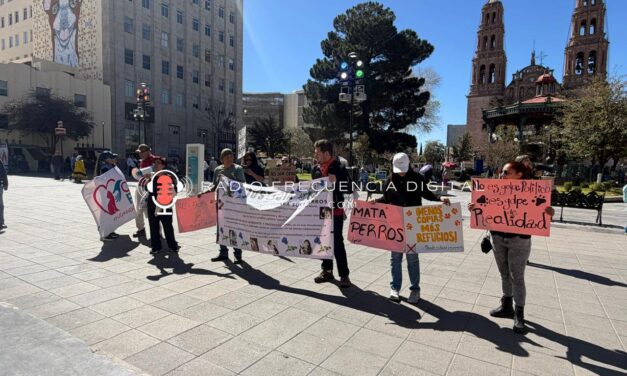 Con Bonilla ¡Han desaparecido más de 300 perros!, denuncian activistas