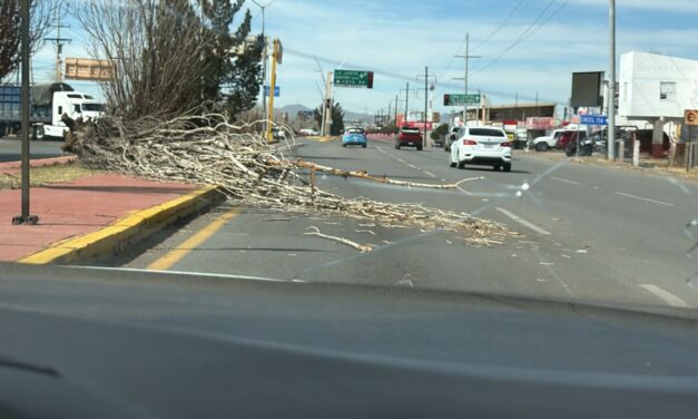 Registran caída de árboles por fuertes vientos en Cuauhtémoc
