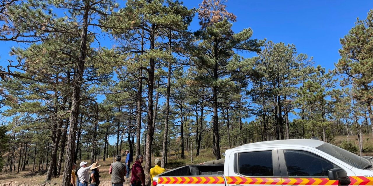 Intensifica SDR acciones para el combate y control de plagas forestales 