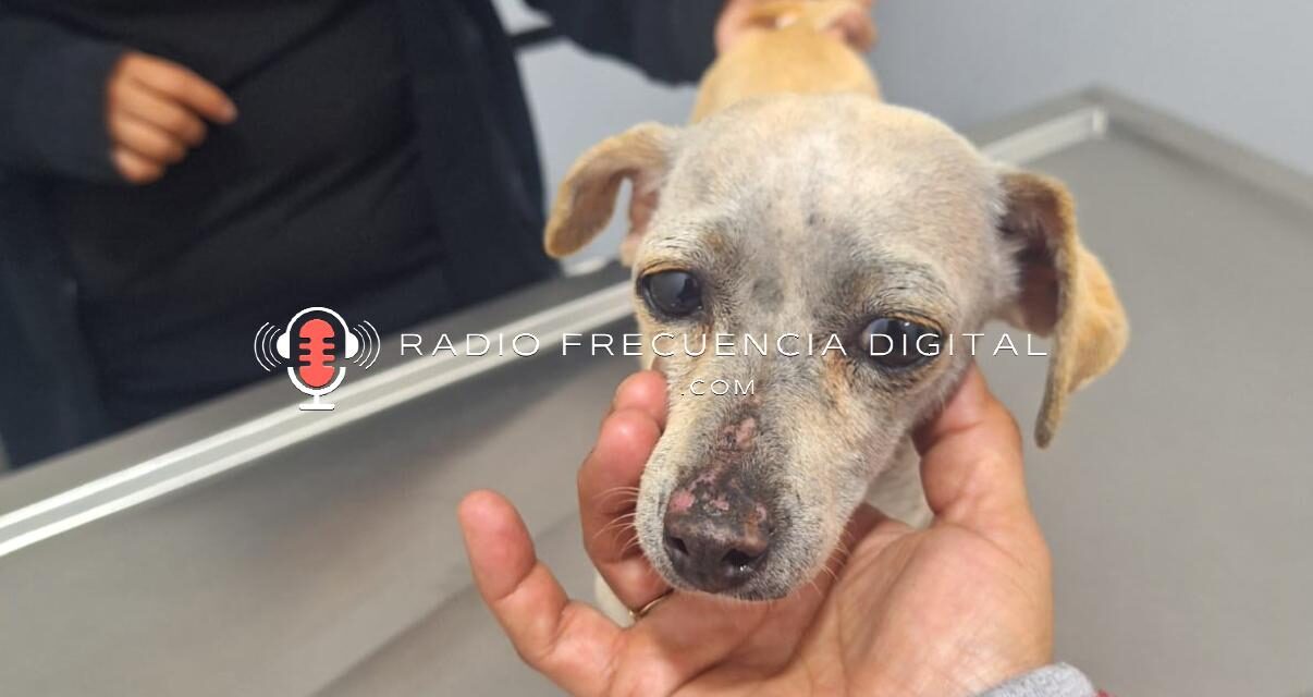 Conoce el exitoso rescate de «Blanquita»