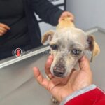 Conoce el exitoso rescate de «Blanquita»