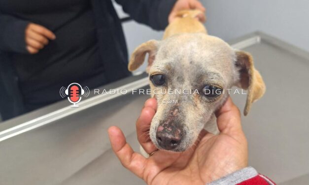 Conoce el exitoso rescate de «Blanquita»