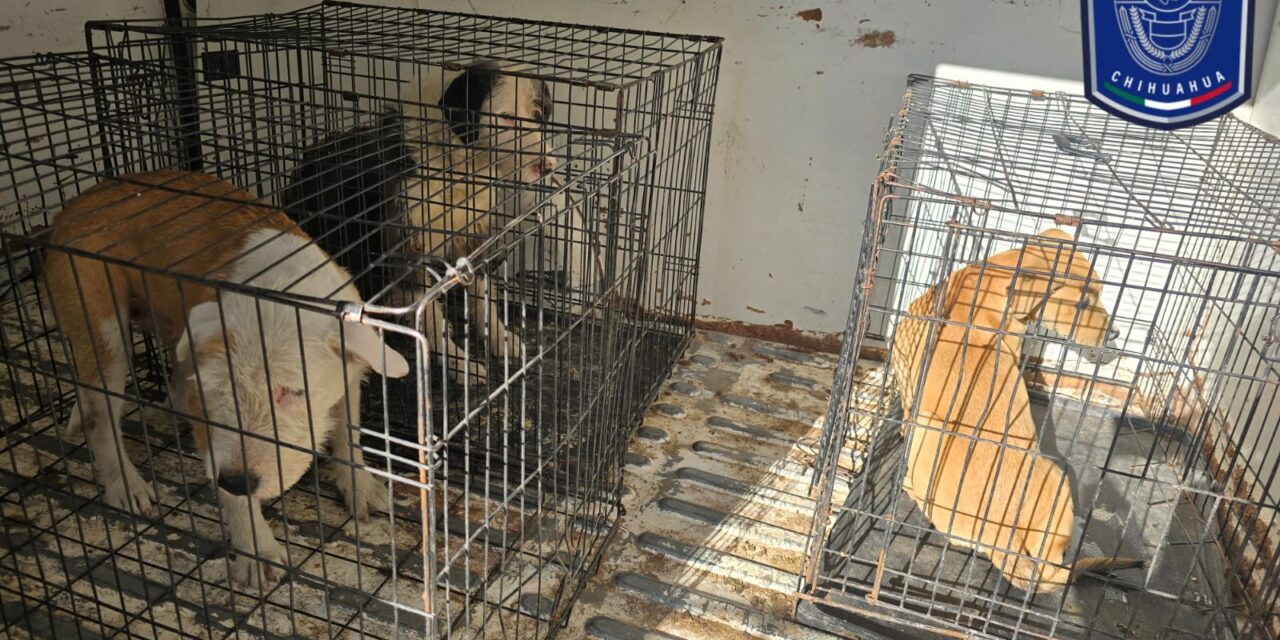 Rescatan a tres perritos maltratados en la colonia San Antonio