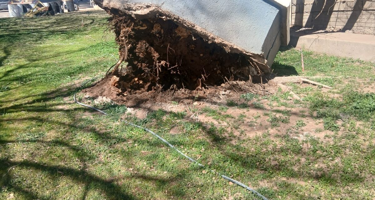 Atienden 15 incidentes por vientos en Cuauhtémoc