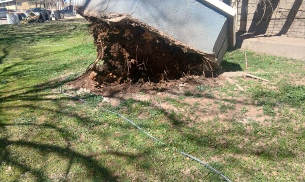 Atienden 15 incidentes por vientos en Cuauhtémoc