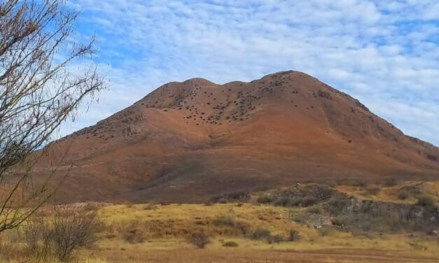 Deberán reforestar más de mil árboles en el Cerro Grande